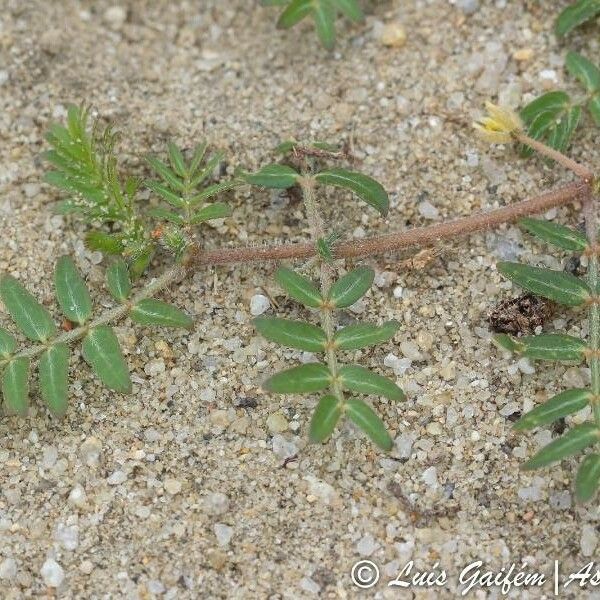 Tribulus terrestris Blad