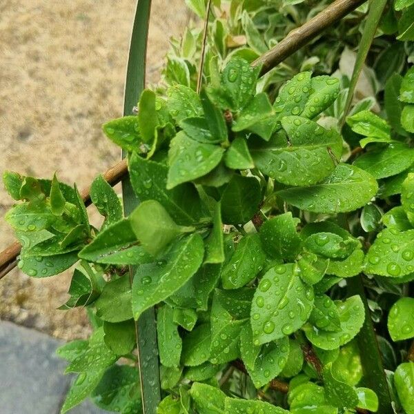 Vaccinium myrtillus Lapas