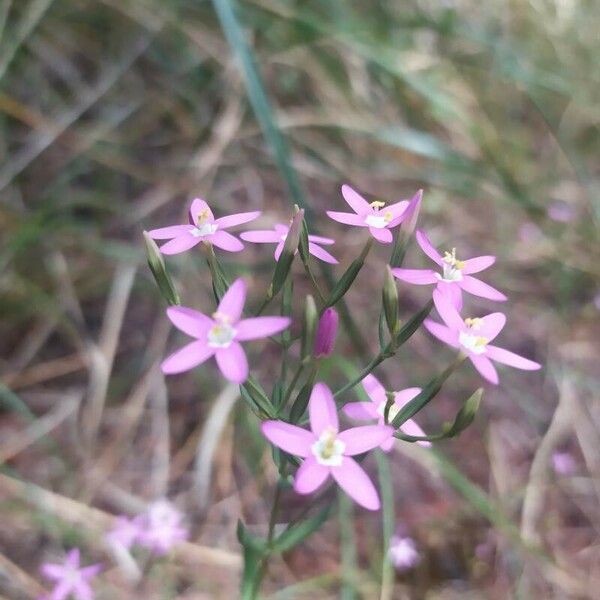 Centaurium tenuiflorum Žiedas