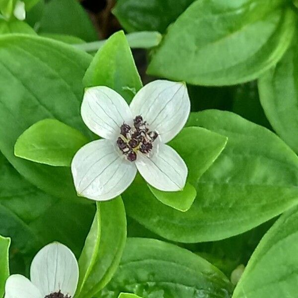 Cornus suecica Žiedas