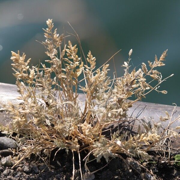 Eragrostis cilianensis موطن