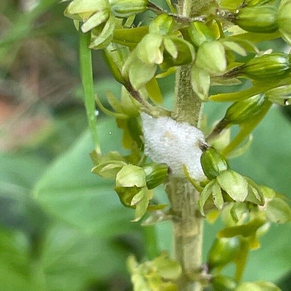 Neottia ovata Blomst