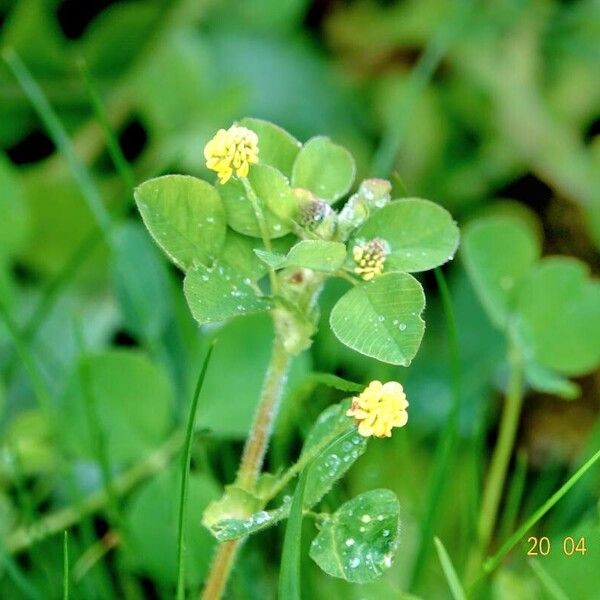 Medicago lupulina आदत