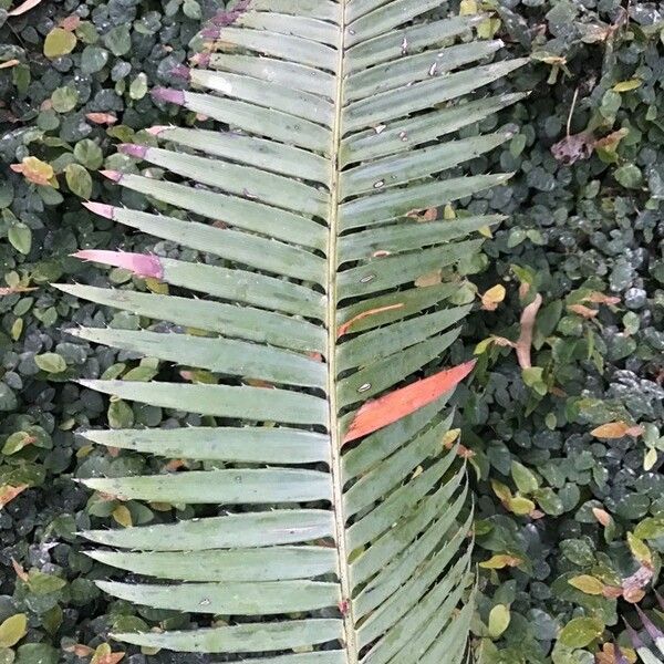 Dioon spinulosum Folha