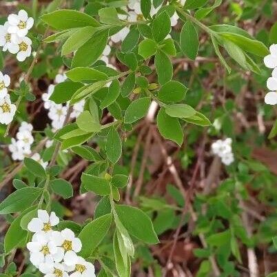 Spiraea nipponica Blatt