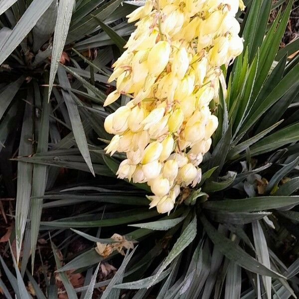 Yucca gloriosa Habit