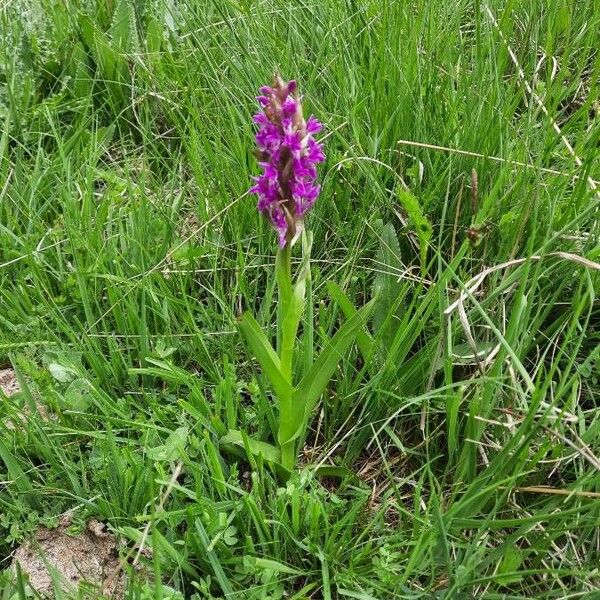 Dactylorhiza incarnata Tervik taim