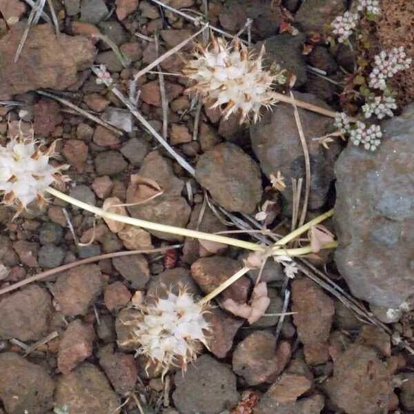 Trifolium spumosum Tervik taim