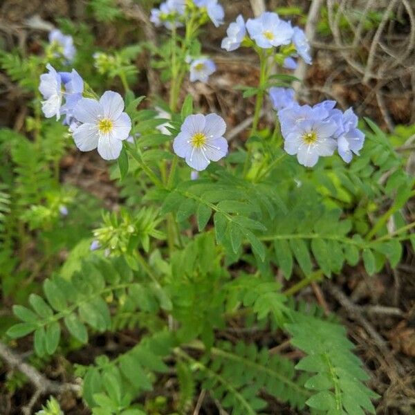 Polemonium pulcherrimum 花