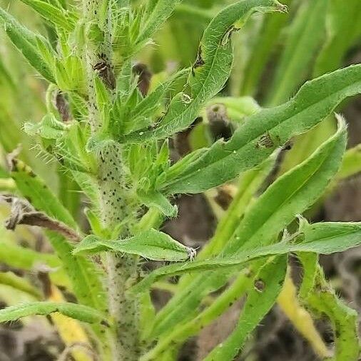 Echium vulgare Leaf