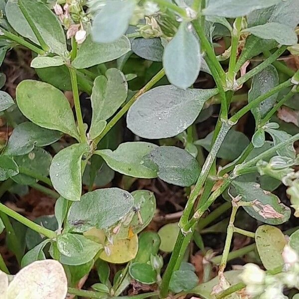 Polycarpon tetraphyllum Deilen