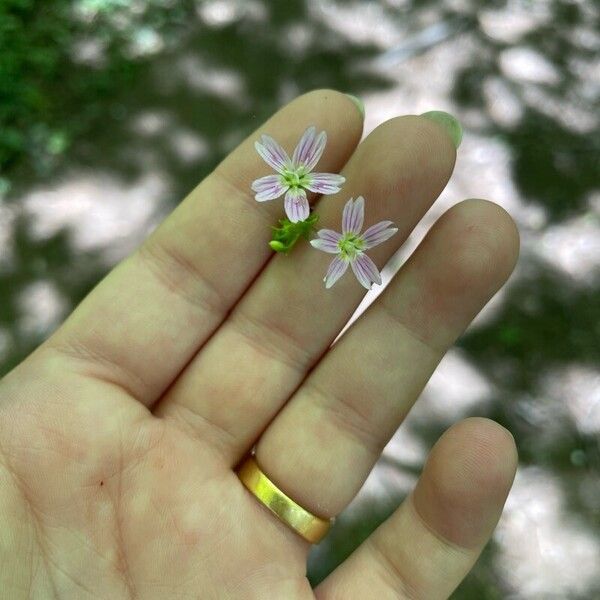 Claytonia sibirica Kukka