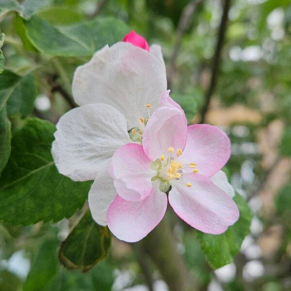 Malus domestica Blodyn