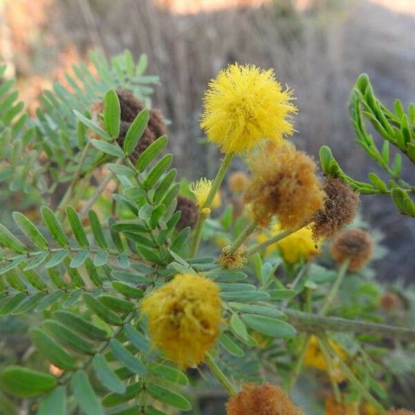 Acacia farnesiana फूल
