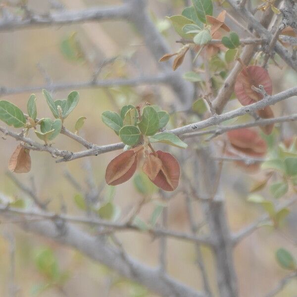 Combretum hereroense Frucht