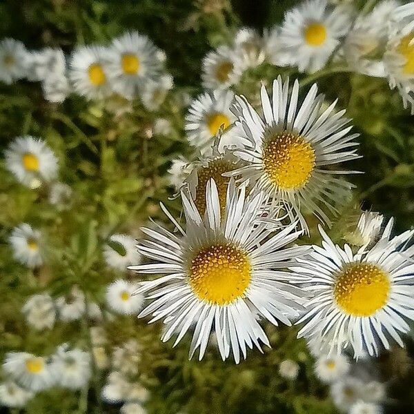 Erigeron annuus Kukka