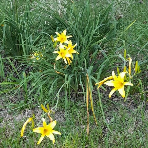 Hemerocallis minor Habitus