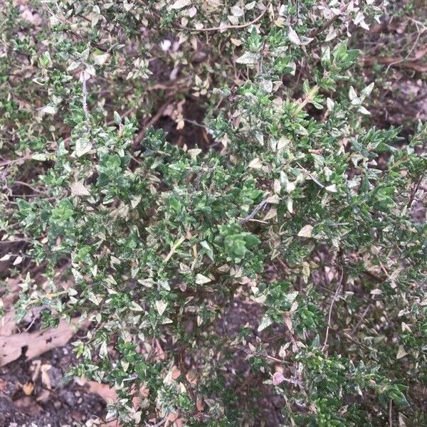 Thymus camphoratus Ліст