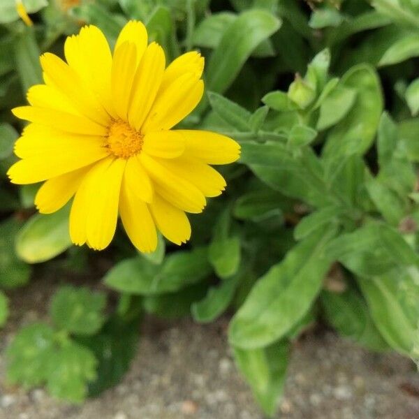 Calendula suffruticosa Floro