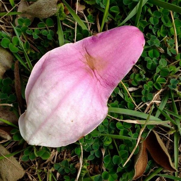 Magnolia × soulangeana ফুল