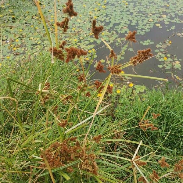 Cyperus glomeratus ফুল