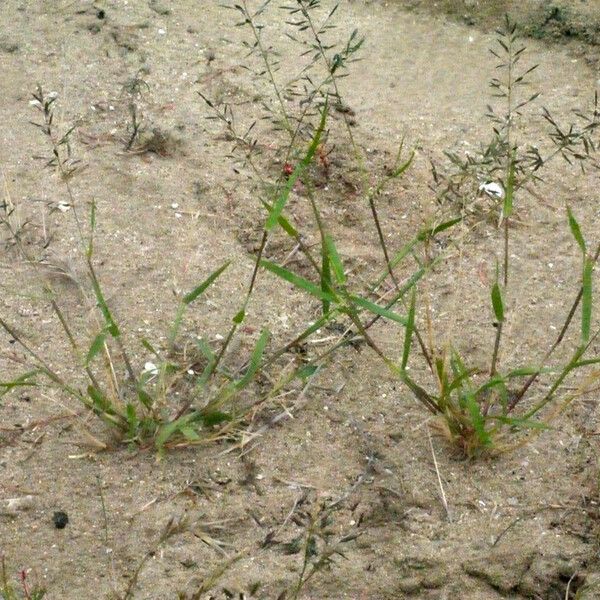 Eragrostis barrelieri Habitus