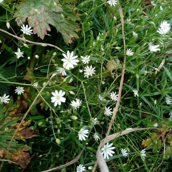 Stellaria graminea Кветка