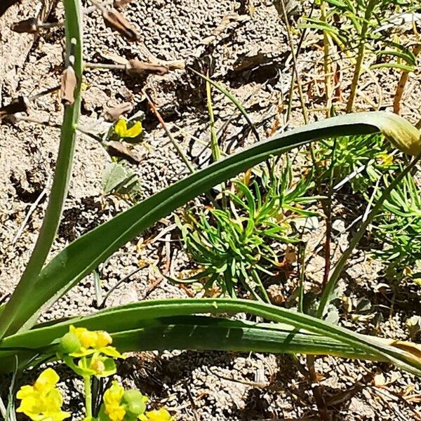 Muscari comosum Liść