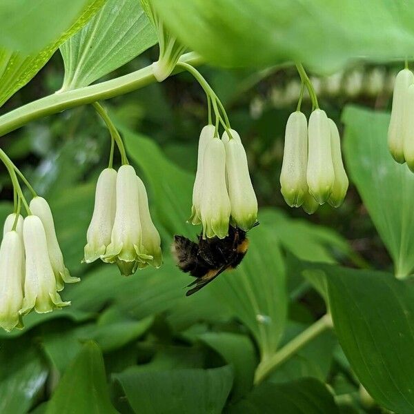 Polygonatum multiflorum Máis