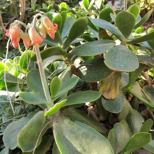 Cotyledon orbiculata Habit