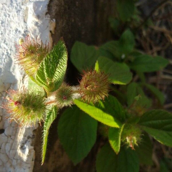 Acalypha alopecuroidea Blomma