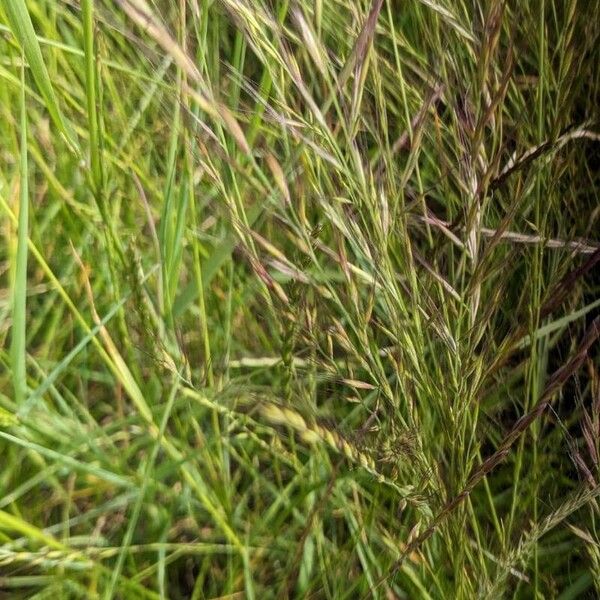 Festuca bromoides Λουλούδι