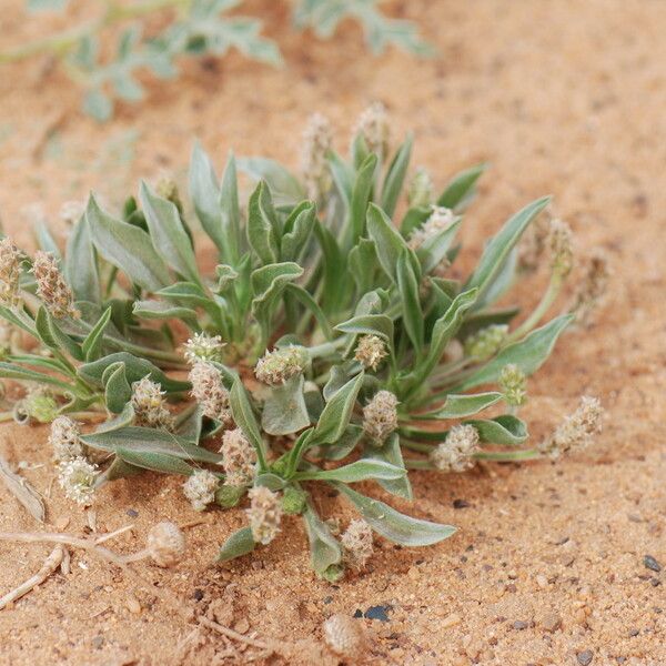 Plantago ciliata Vekstform