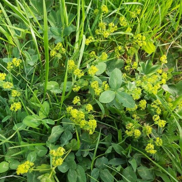 Alchemilla monticola Flower