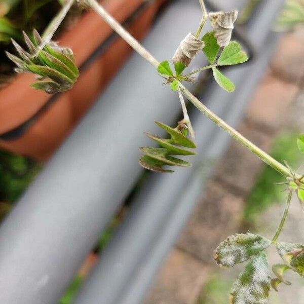 Medicago orbicularis Folha