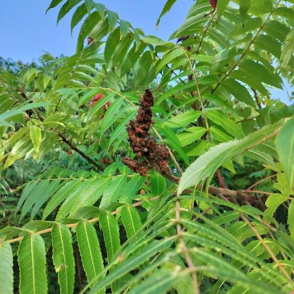 Rhus typhina Frutto