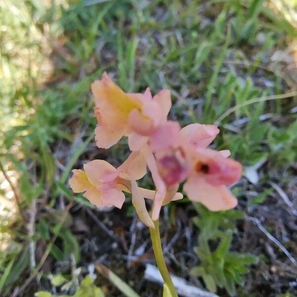 Dactylorhiza romana 花