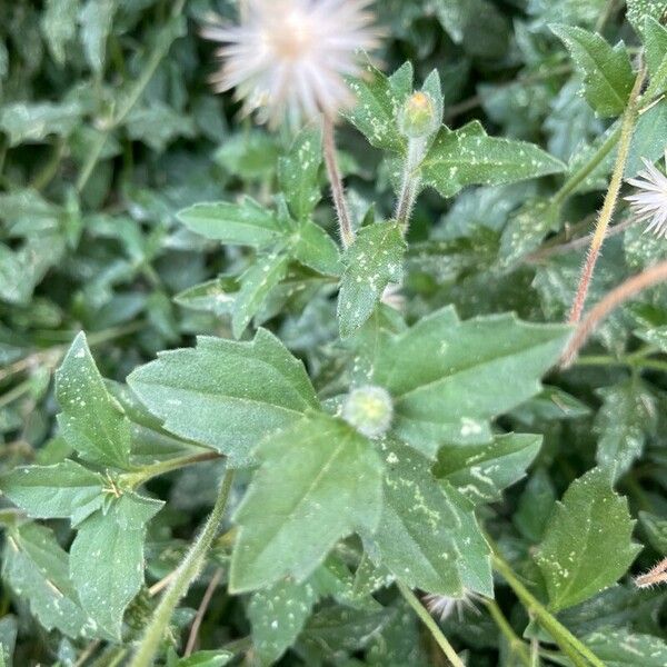 Tridax procumbens ഇല