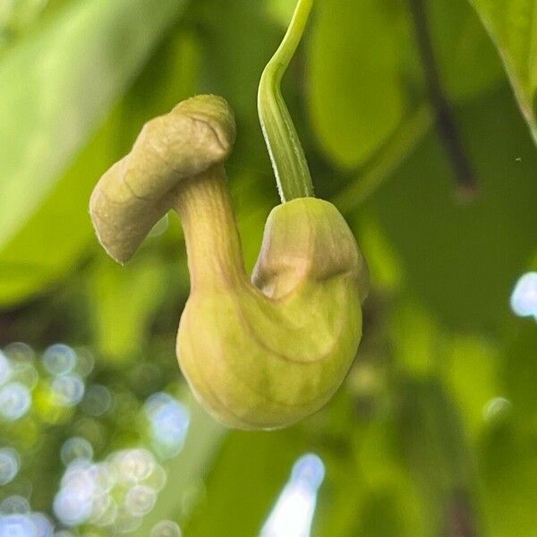 Aristolochia macrophylla 花