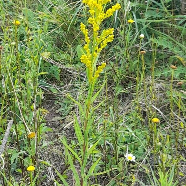 Solidago chilensis Habit