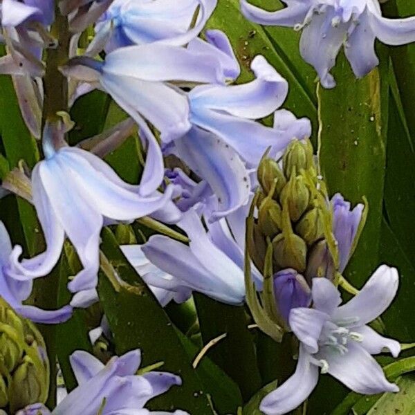 Hyacinthoides × massartiana Цветок