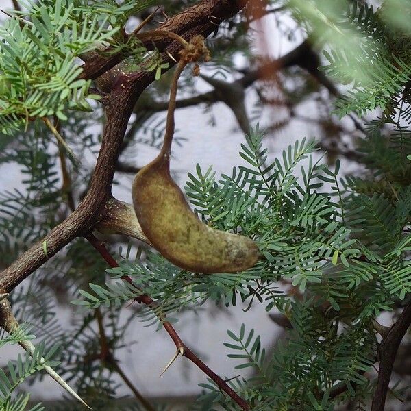 Vachellia erioloba 果実