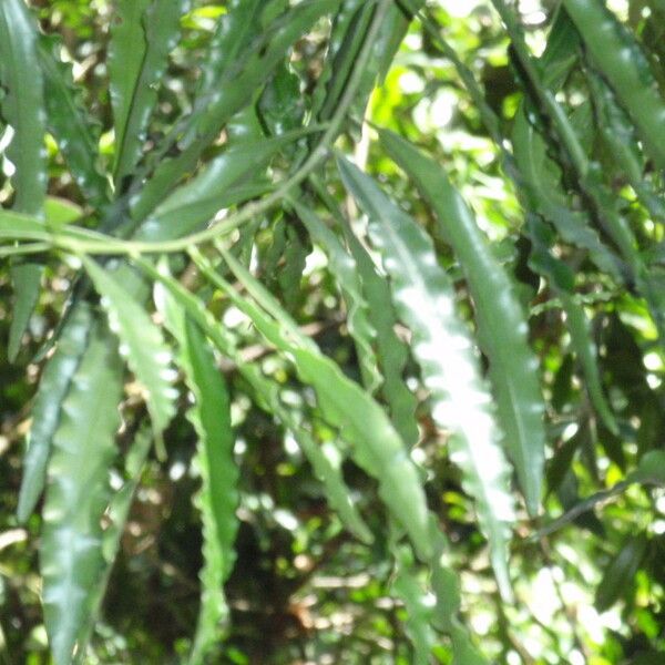 Sundacarpus amarus Leht