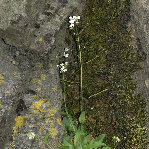 Arabis nova Floro