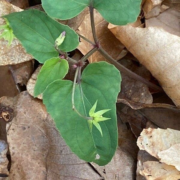 Viola hastata Leaf
