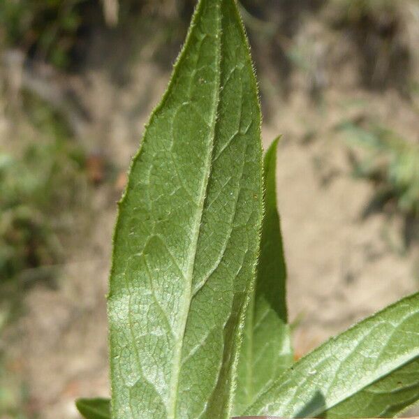 Pentanema salicinum Лист