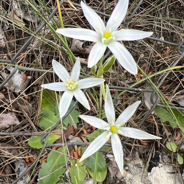 Ornithogalum exscapum Flower