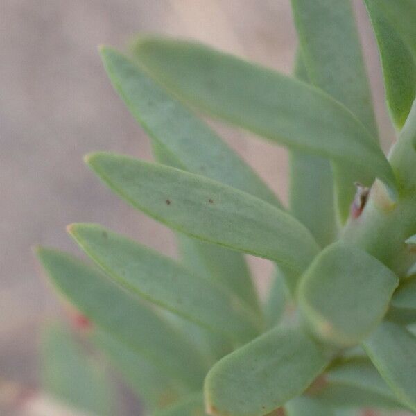 Euphorbia paralias Folla