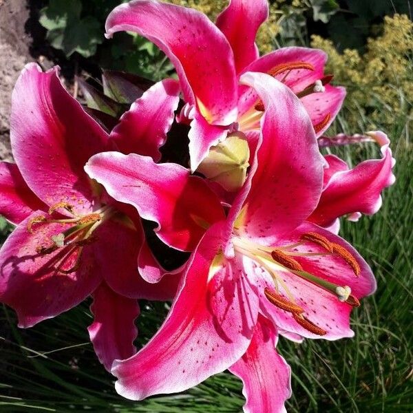 Lilium bulbiferum Flower