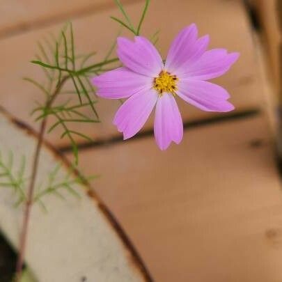 Cosmos parviflorus Cvet